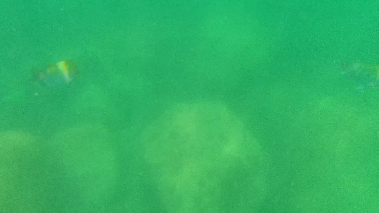 A small fish appears near the left side of green underwater footage in Cabo Pulmo, with pale rocks visible below and no visible people.