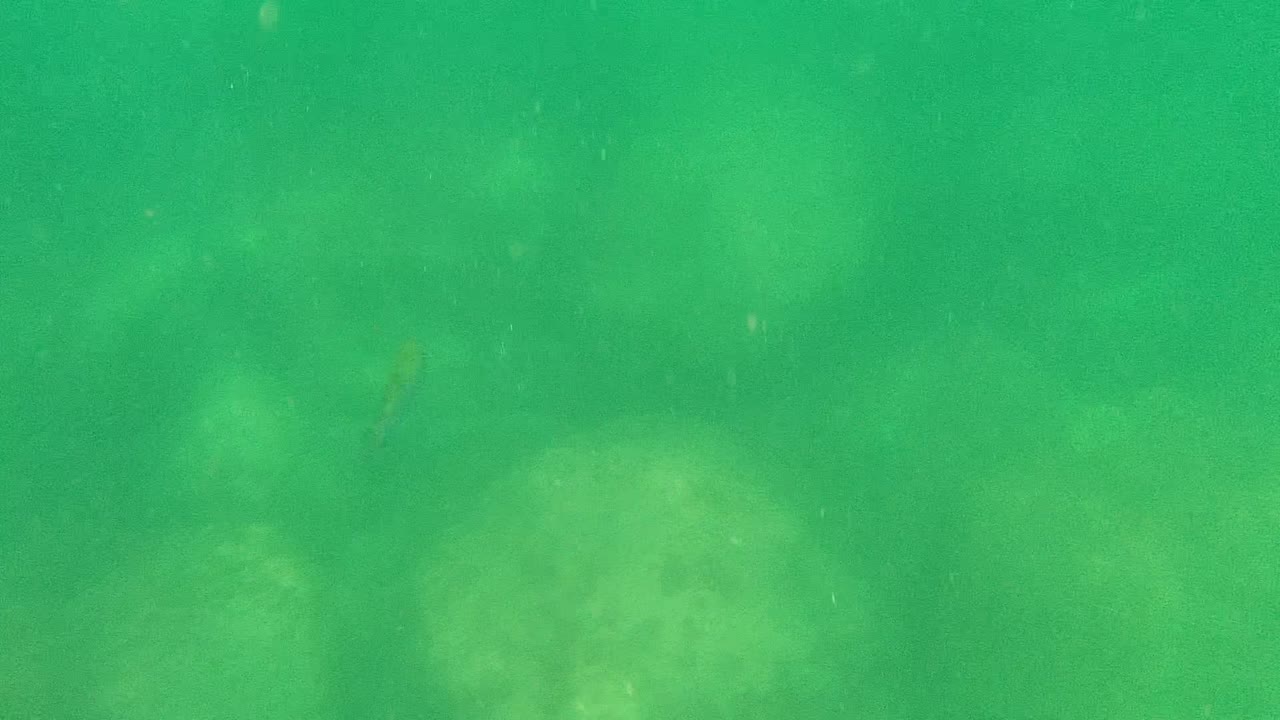 Green underwater view with soft rocks on the seabed.