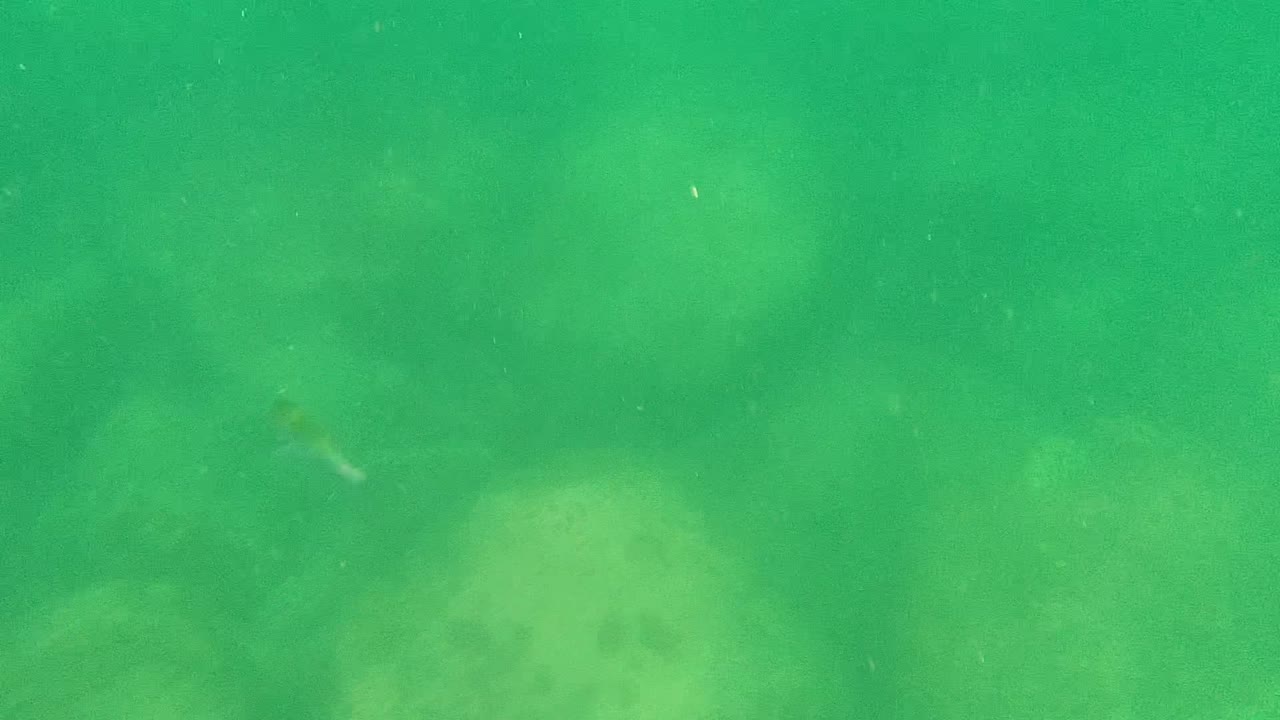 Rounded pale rocks show through green Cabo Pulmo water, with faint suspended particles and no visible people.