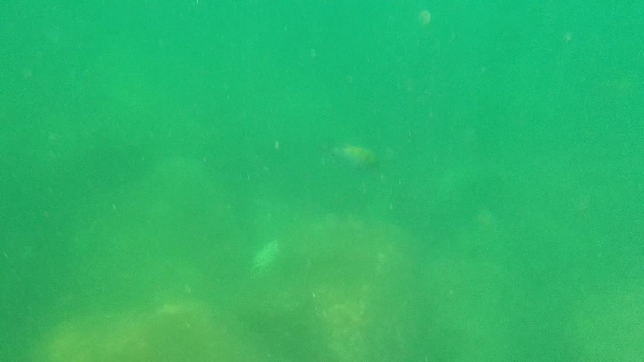 Green-tinged underwater view in Cabo Pulmo with large submerged rocks, a few small fish, suspended particles, and no visible people.