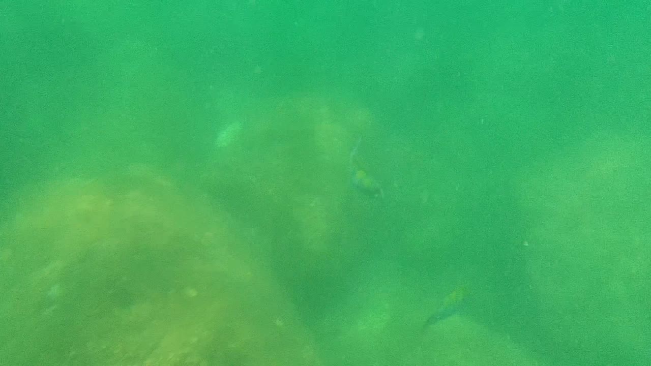 Small fish near blurred underwater rocks