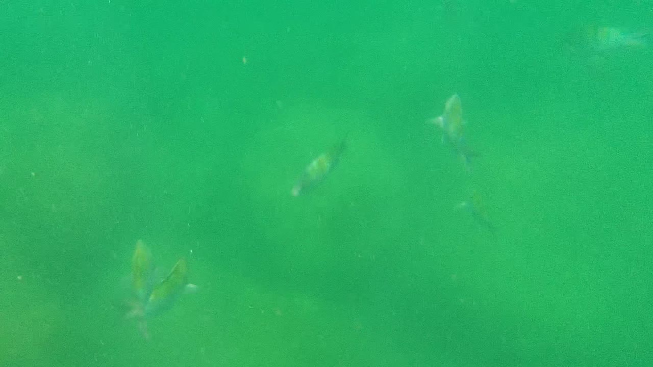 Small fish appear faintly across murky green underwater water in Cabo Pulmo, Baja California Sur, with no visible people.