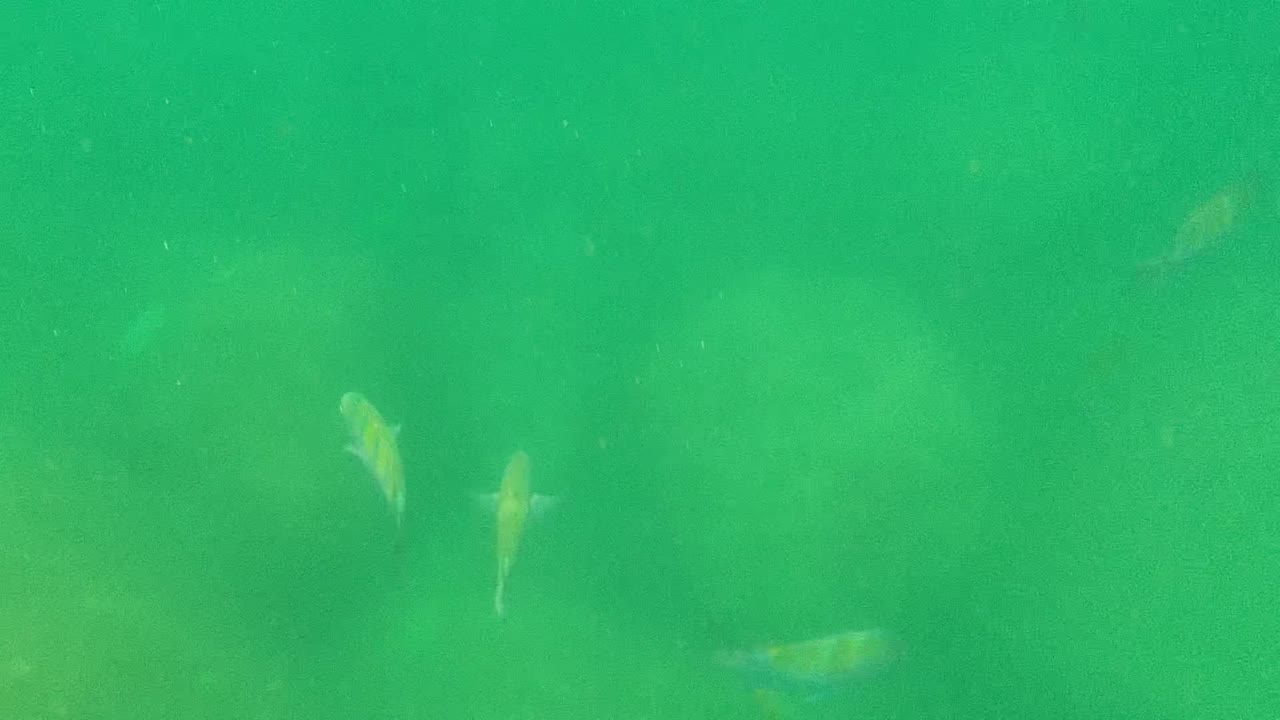 Faint fish shapes in green water