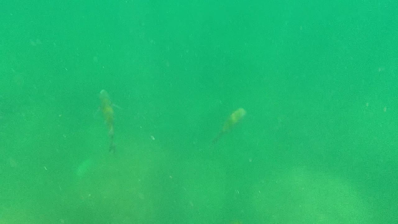 Small fish are spaced through a hazy green underwater frame in Cabo Pulmo, Baja California Sur, with no visible people.