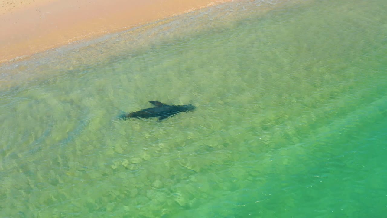 Overhead view of a dolphin in clear shallow water near the sandy shore at Los Frailes, Baja California Sur, with no visible people.