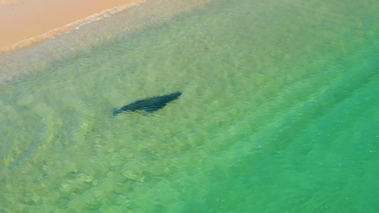 Dolphin gliding below the surface in clear coastal water.