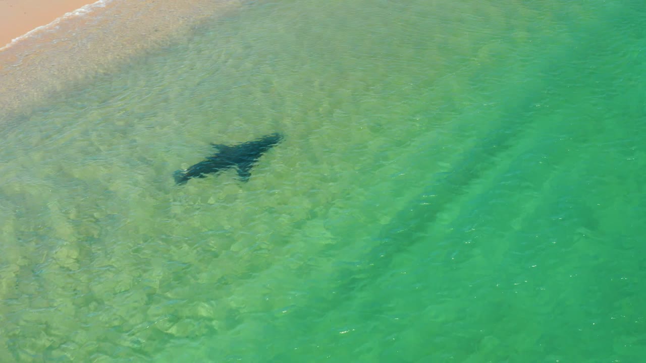 The dolphin moves through clear green-turquoise water near the sandy beach edge at Los Frailes, Baja California Sur, with no visible people or vessels.