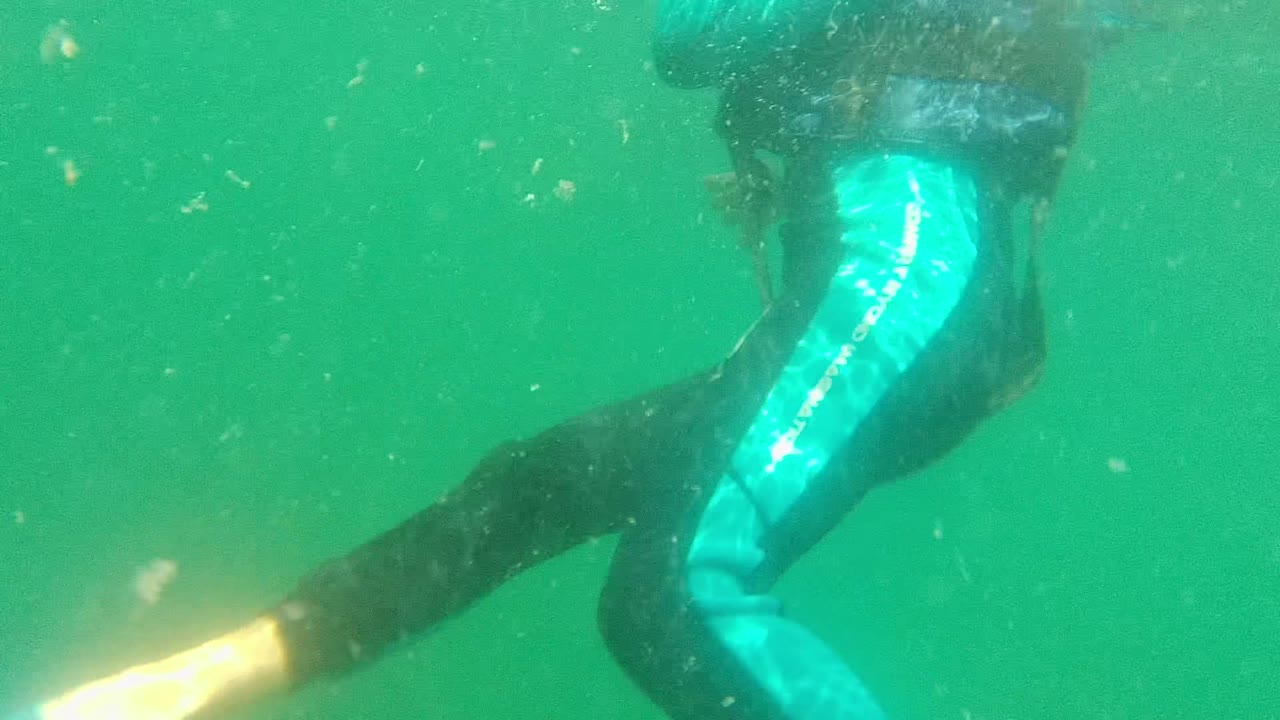A wetsuited diver and a sea lion swim near the top of the frame in green underwater visibility at Cabo Pulmo, Baja California Sur, Mexico.
