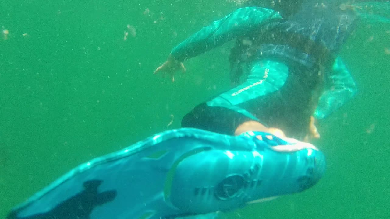 Sea lion above a diver in cloudy green water