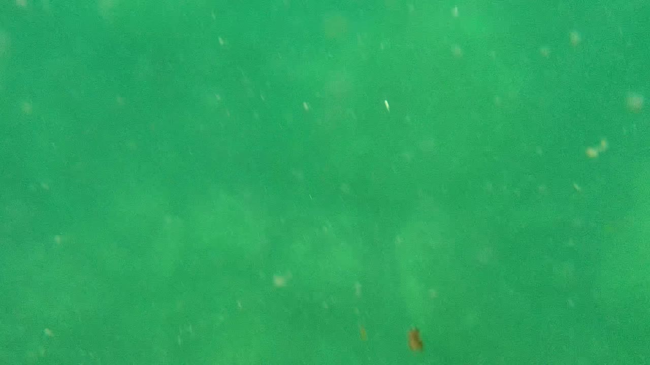 Green murky water in Cabo Pulmo with small suspended particles scattered through the frame and no visible people.