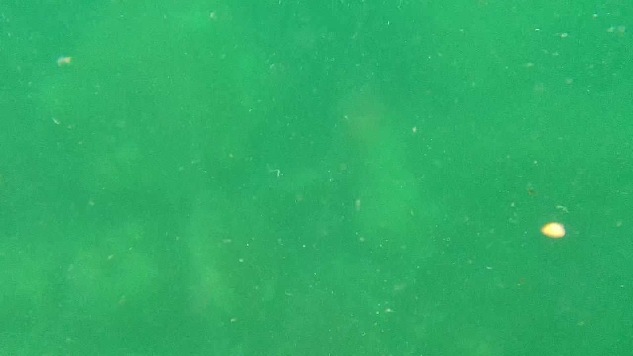 Cloudy green water with specks suspended underwater
