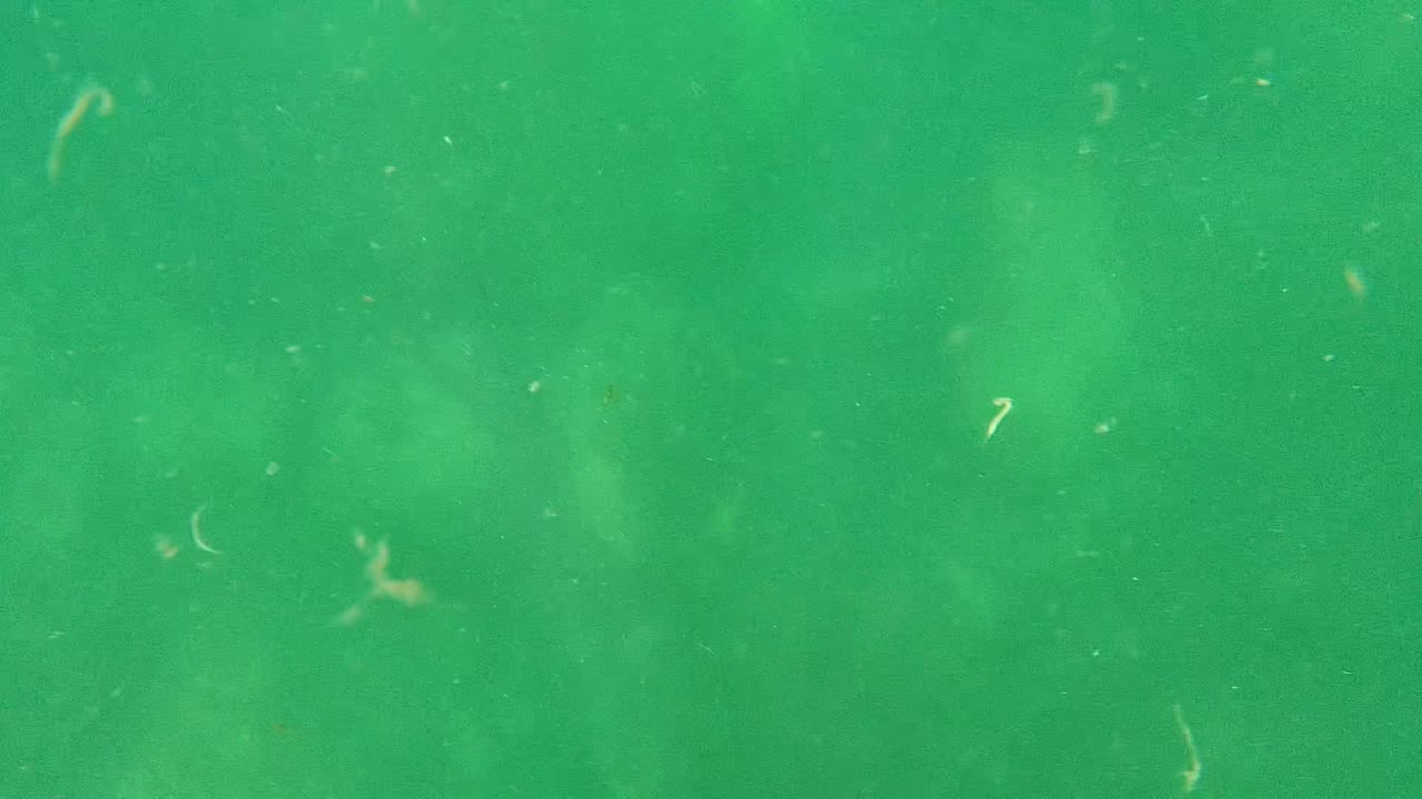 Murky green water in Cabo Pulmo with a few brighter floating particles against a soft, low-contrast background and no visible people.