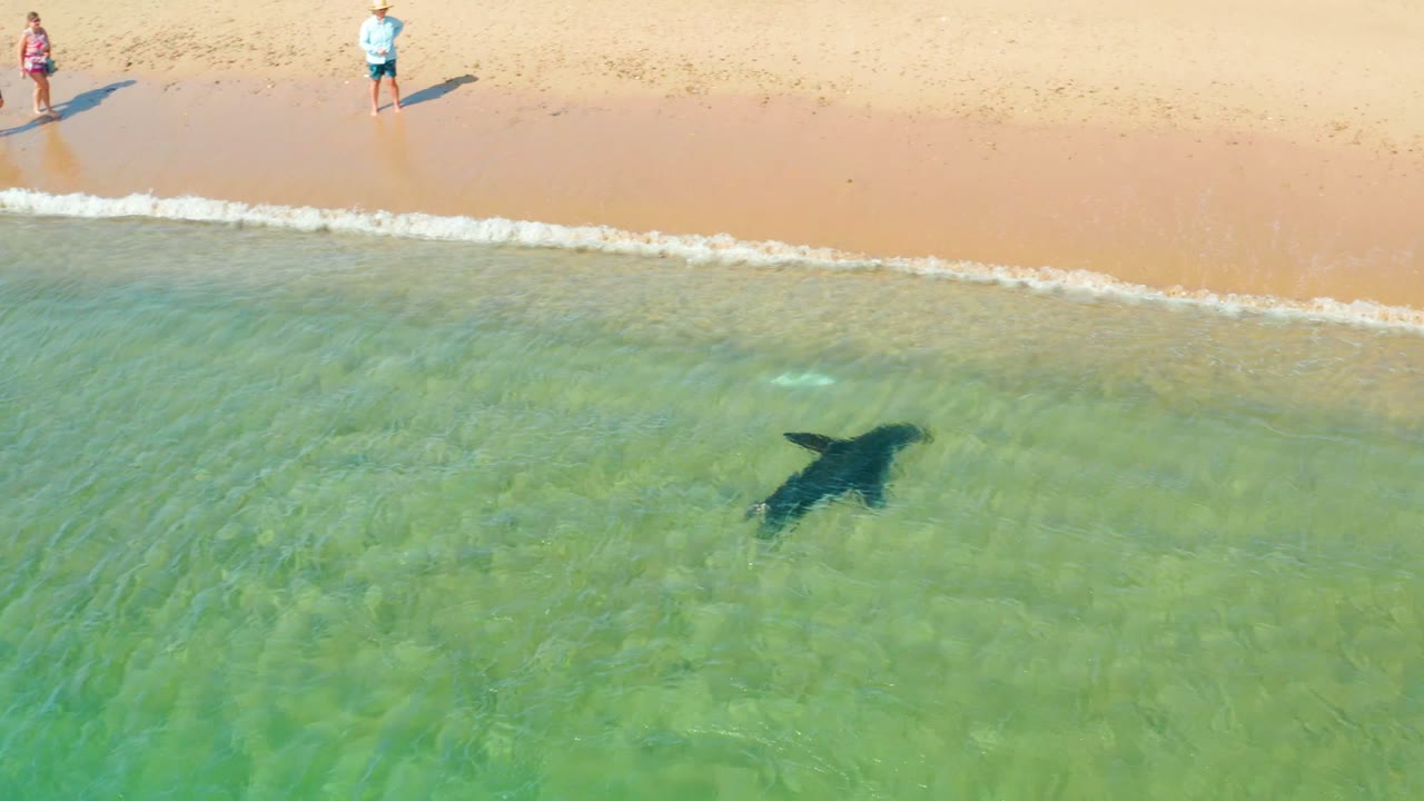 At Los Frailes, Los Cabos, a dark shark shape swims below clear green water near pale sand while two people stand along the shoreline.