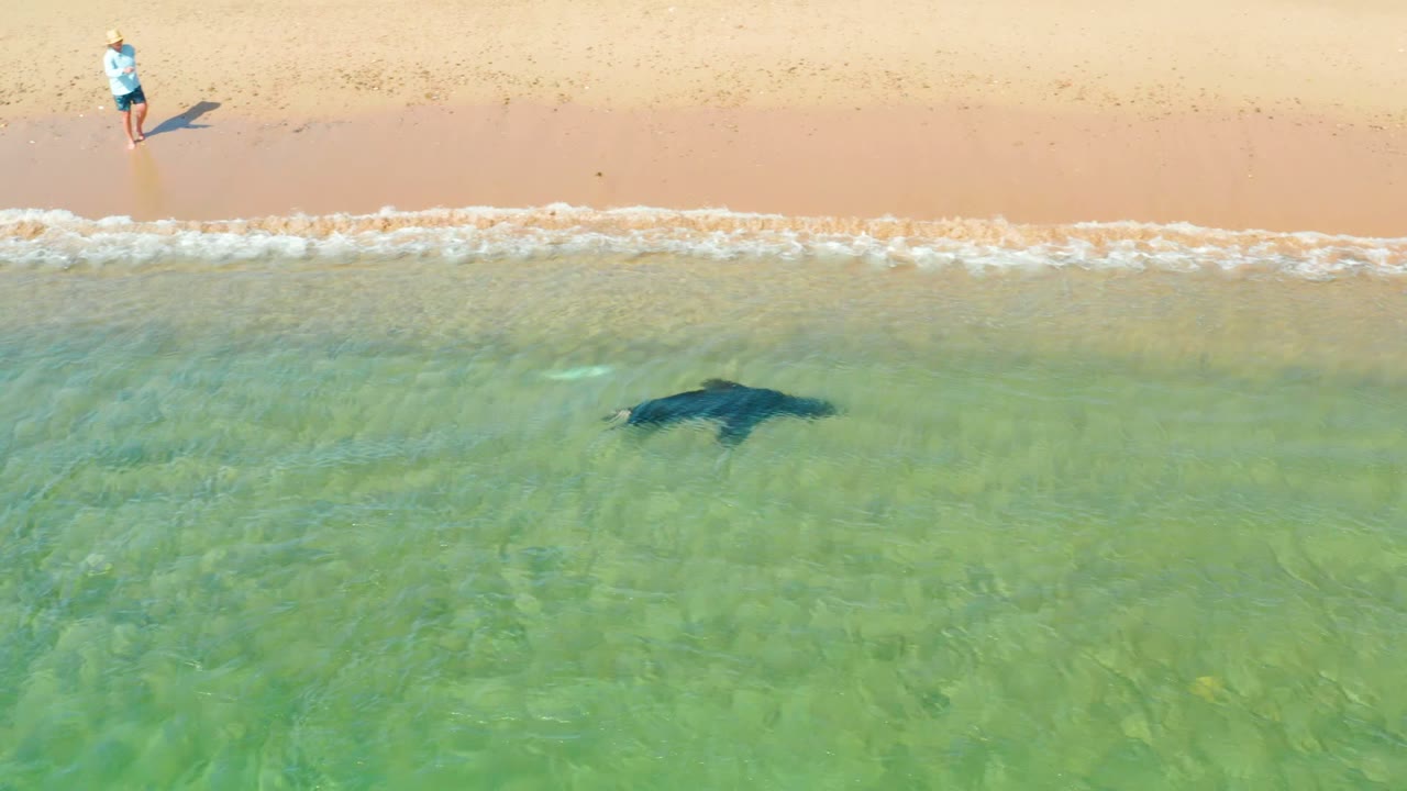 Shark swimming parallel to the beach with one person on shore.