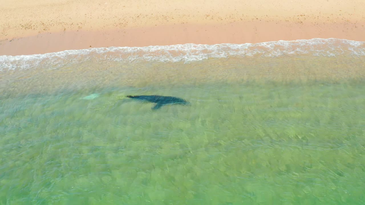 The shark appears farther along the shallow water band at Los Frailes, Los Cabos, with pale sand and foamy wash above it and no visible people.
