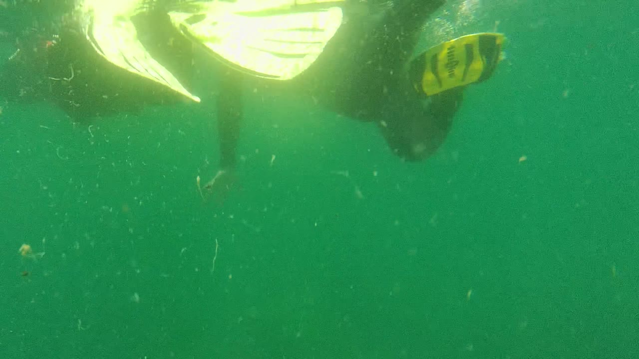 At 0:00 in Cabo Pulmo, Baja California Sur, a partially visible diver and a small fish appear near the upper left of green water with surface shimmer and floating particles.