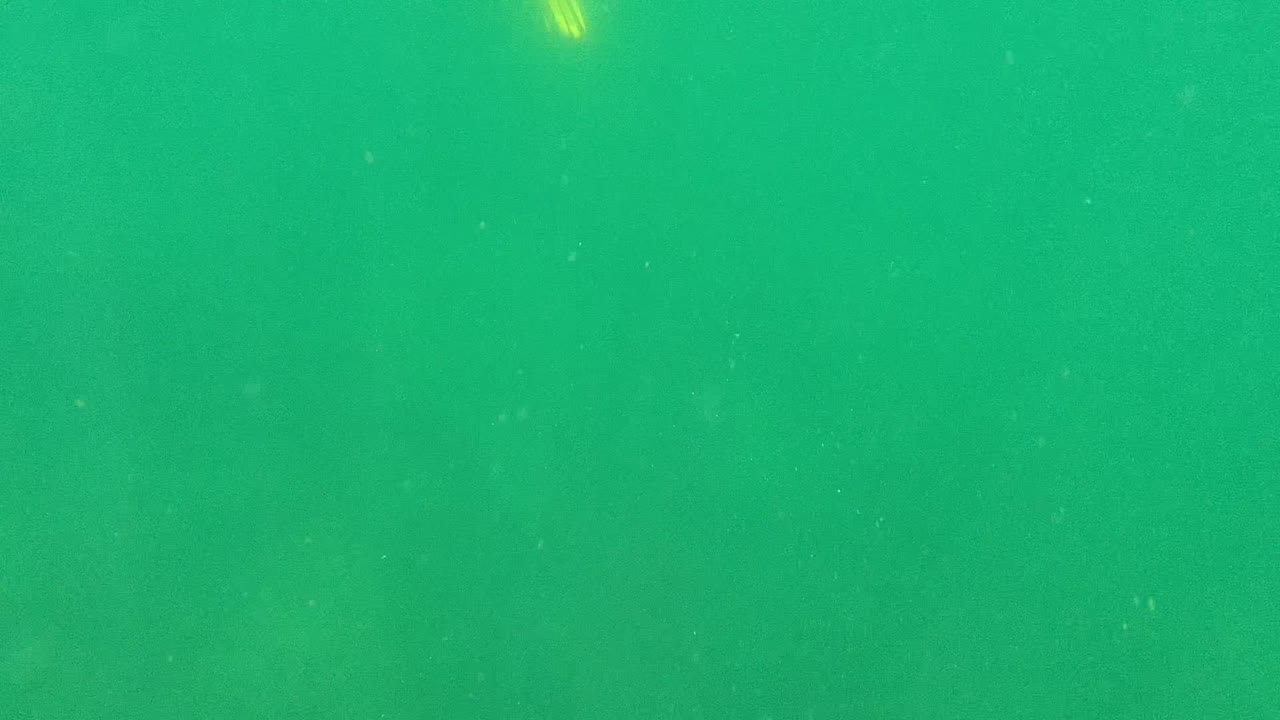 Green turbid underwater frame from Cabo Pulmo with fine particles across the water, a small yellow fish near the upper left edge, and no visible people.