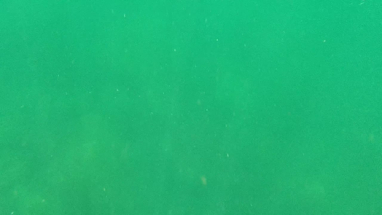 Cabo Pulmo underwater frame filled by green water and fine suspended particles, with no visible people and no dominant fish in the center of the image.