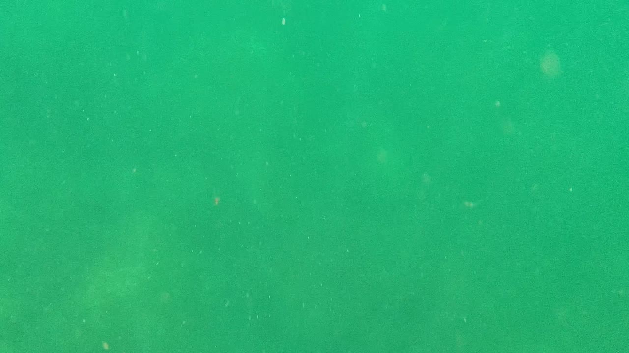 Green underwater Cabo Pulmo frame with drifting particles and a small yellow fish appearing near the upper middle area, with no visible people.