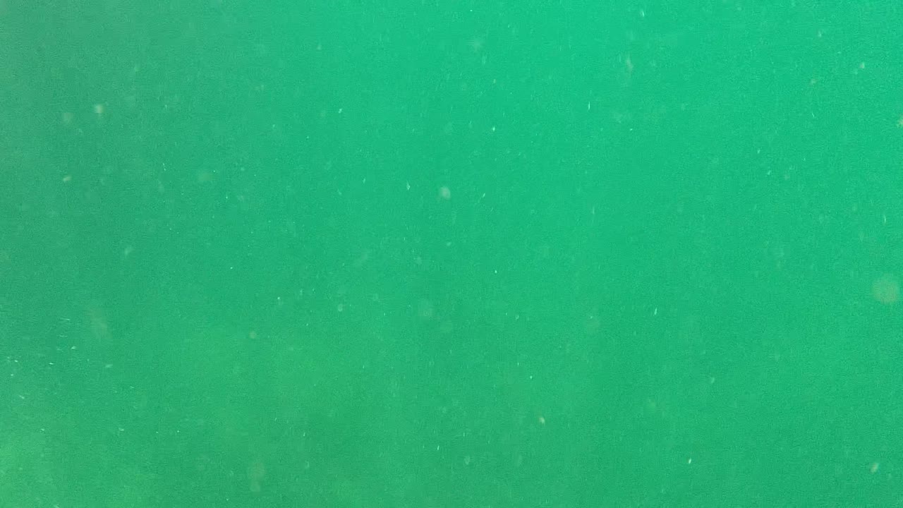 Green underwater water column in Cabo Pulmo with fine floating particles and no visible people.