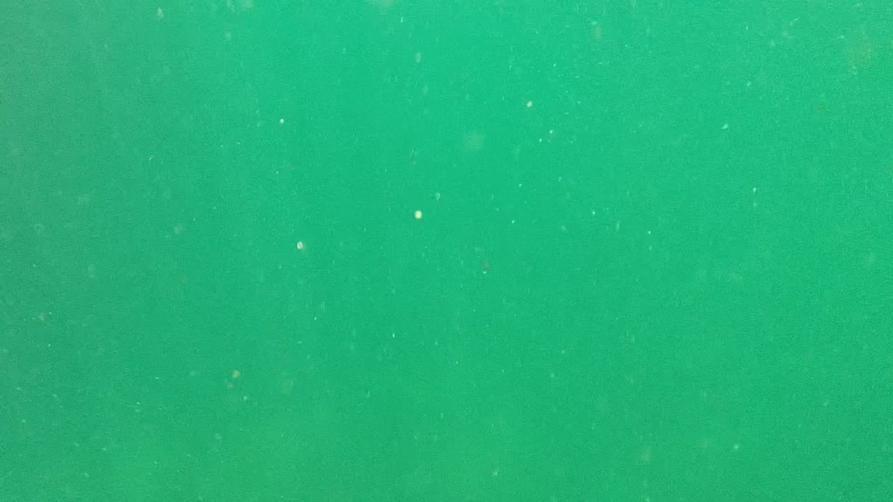 Murky green seawater with tiny floating specks