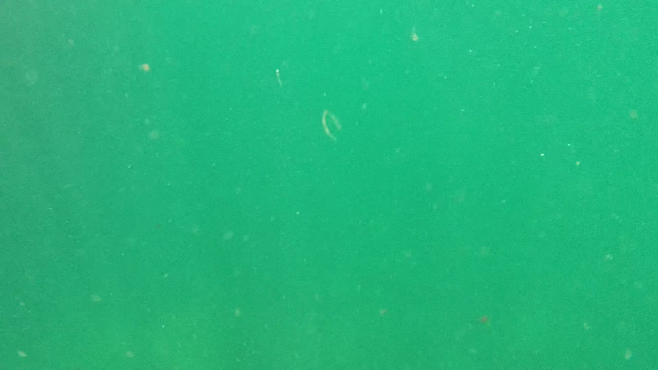 Turbid underwater frame from Cabo Pulmo with faint drifting particulate matter against a green background and no visible people.