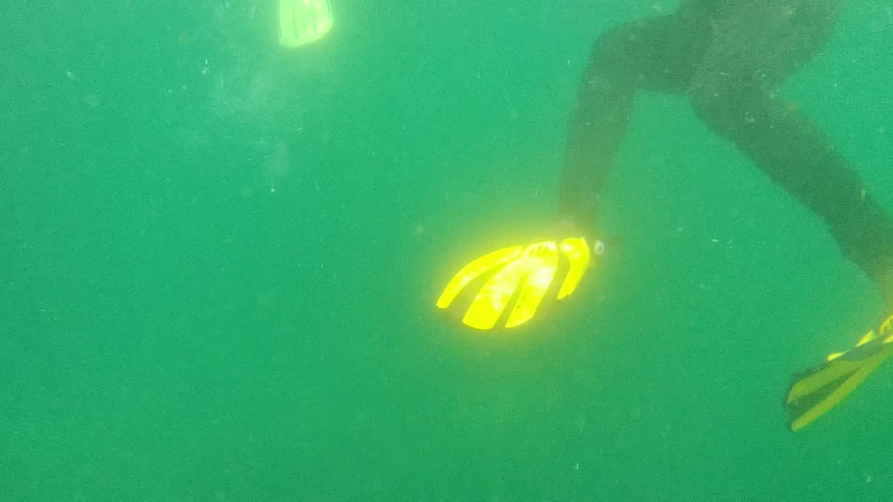 A yellow fin glows near the center as swimmer legs extend through green water.