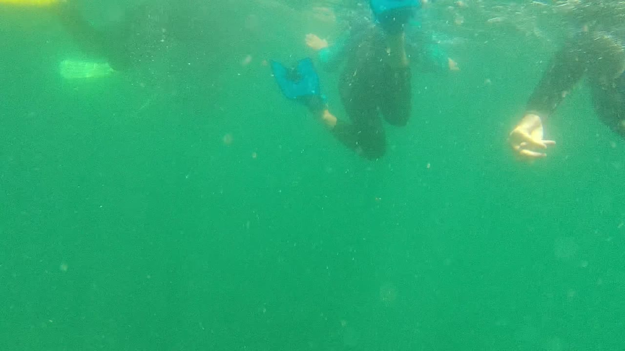 At 0:00 in Cabo Pulmo, Baja California Sur, swimmers in dark wetsuits move near the surface, with yellow and blue fins partly visible in green water.