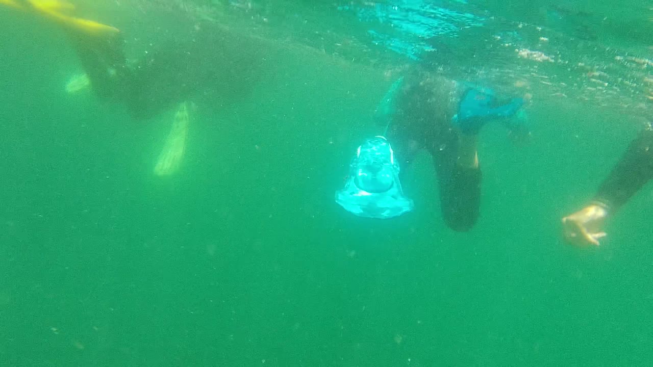 Swimmers underwater with a blue fin centered below surface bubbles.