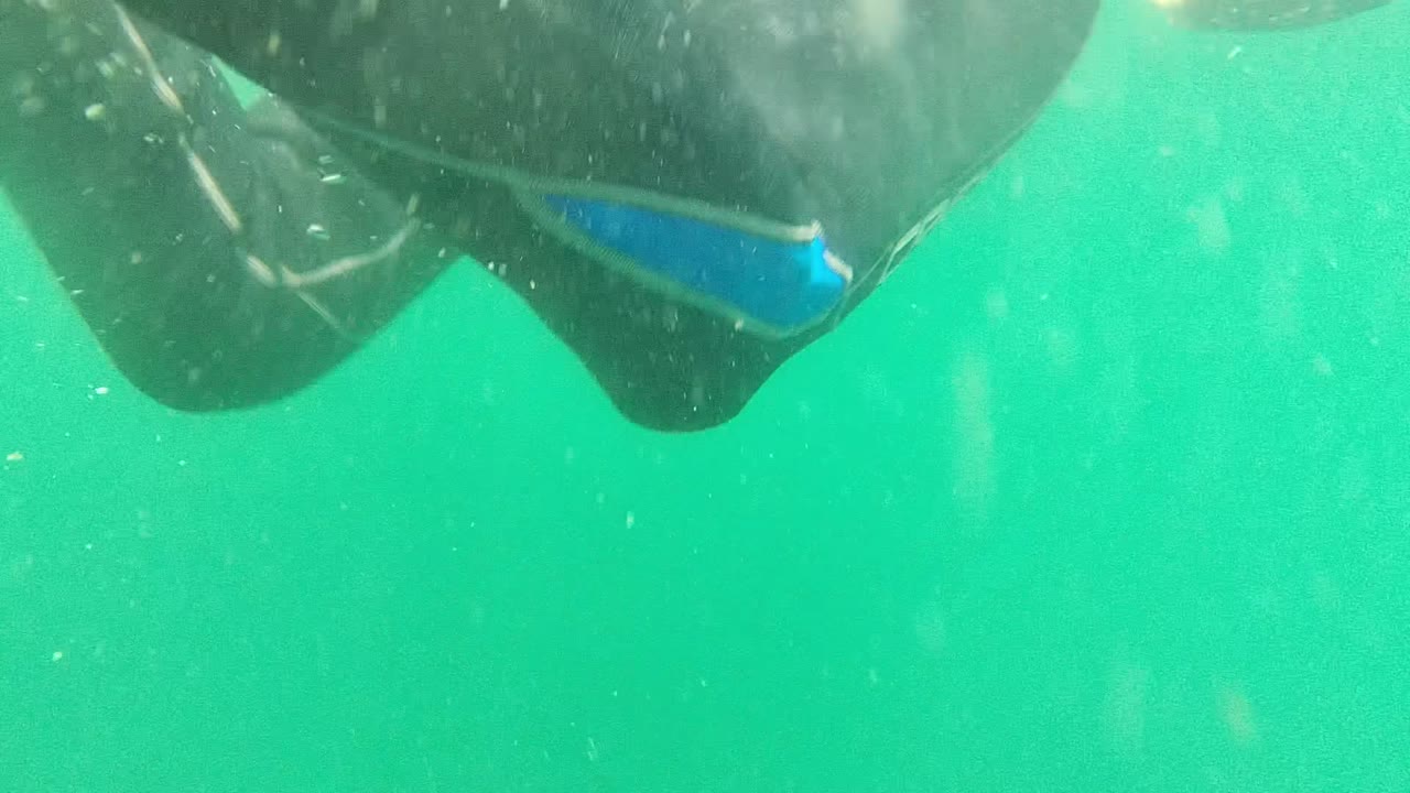 At 0:00 in Cabo Pulmo, cropped divers in black wetsuits pass close to the underwater camera in green water, with no recognizable faces visible.