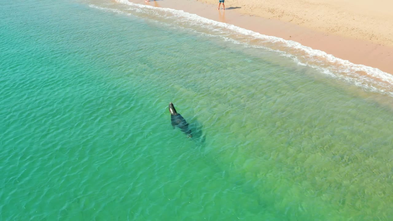 At Los Frailes in Los Cabos, a whale shark appears as a dark shape under clear turquoise water near pale sand, with a partial person visible at the top edge.