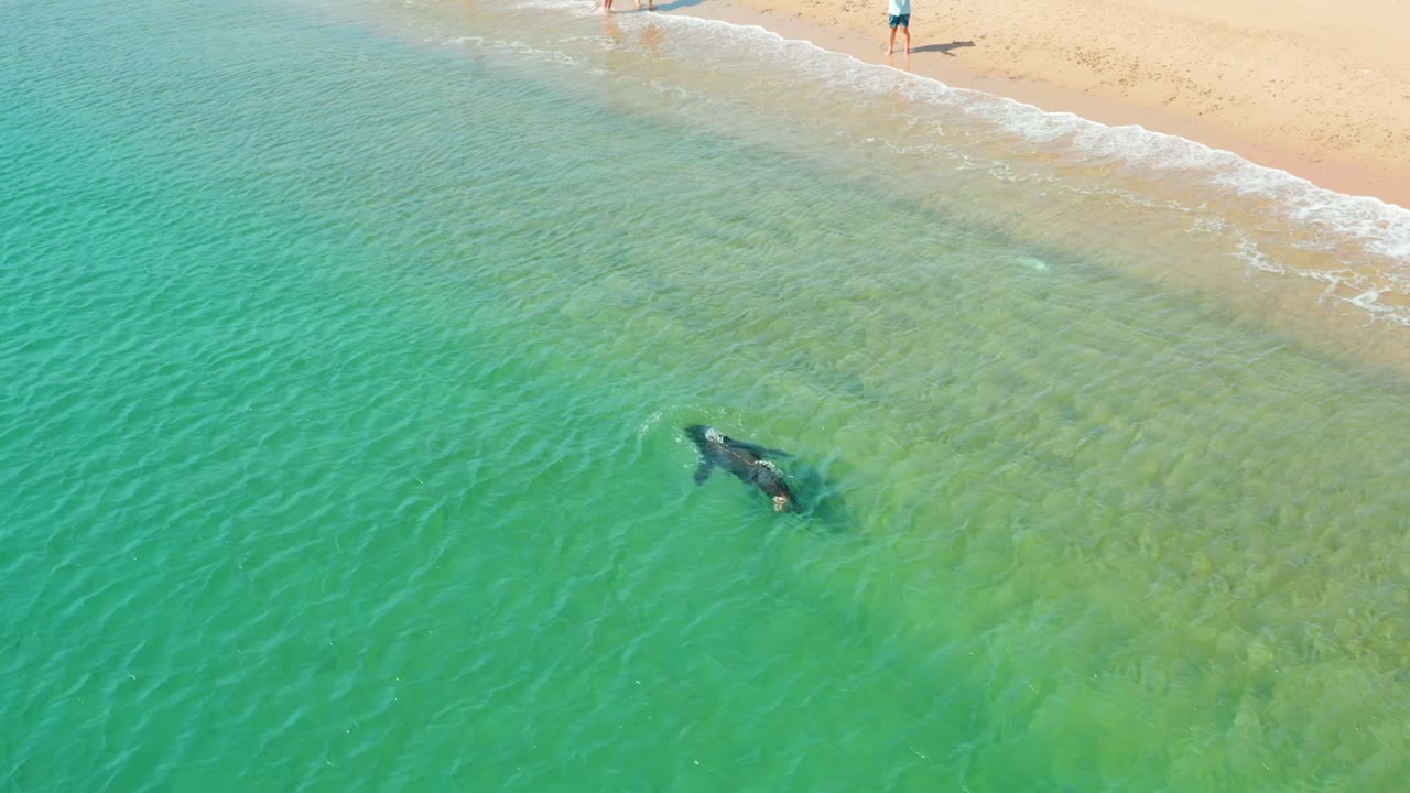 Whale shark gliding under clear water beside the beach.