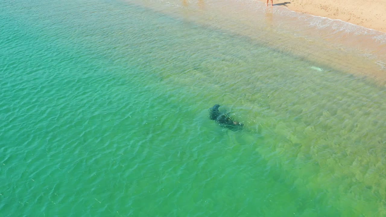 At Los Frailes in Los Cabos, the whale shark sits below the surface in pale green shallows, with the beach and partial legs of people visible along the top edge.