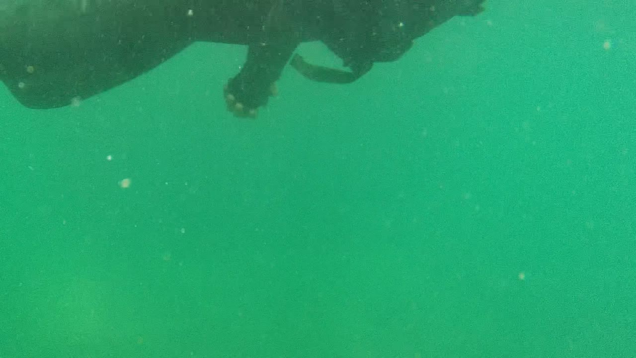 Underwater view in Cabo Pulmo with a dark wetsuit shape cropped along the top edge, green water, suspended particles, and no recognizable people.