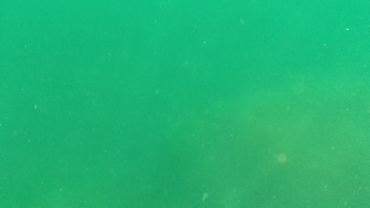 Green underwater view in Cabo Pulmo, Baja California Sur, Mexico, with suspended particles and no visible people at the start of the clip.