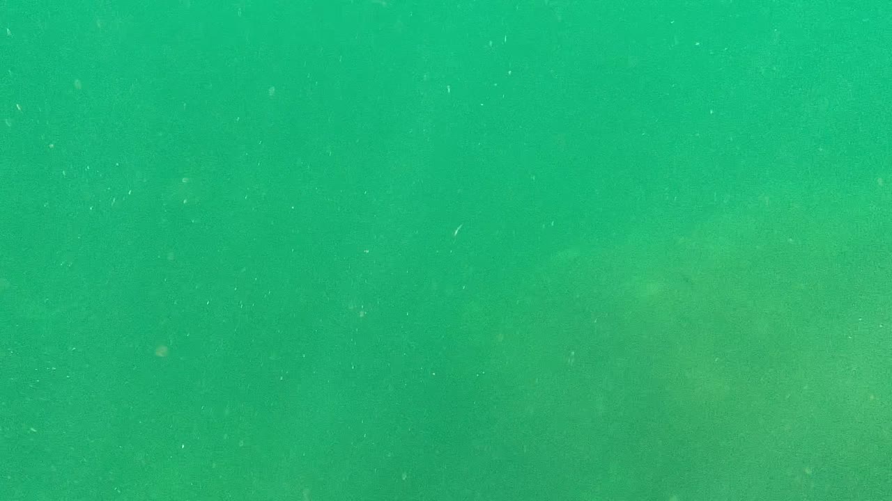 Murky green water with small particles floating through the frame.