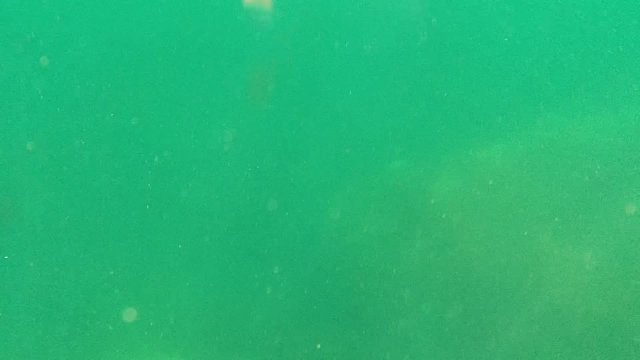 Green Cabo Pulmo underwater view with faint cloudy shapes in the water column, scattered particles, and no visible people.