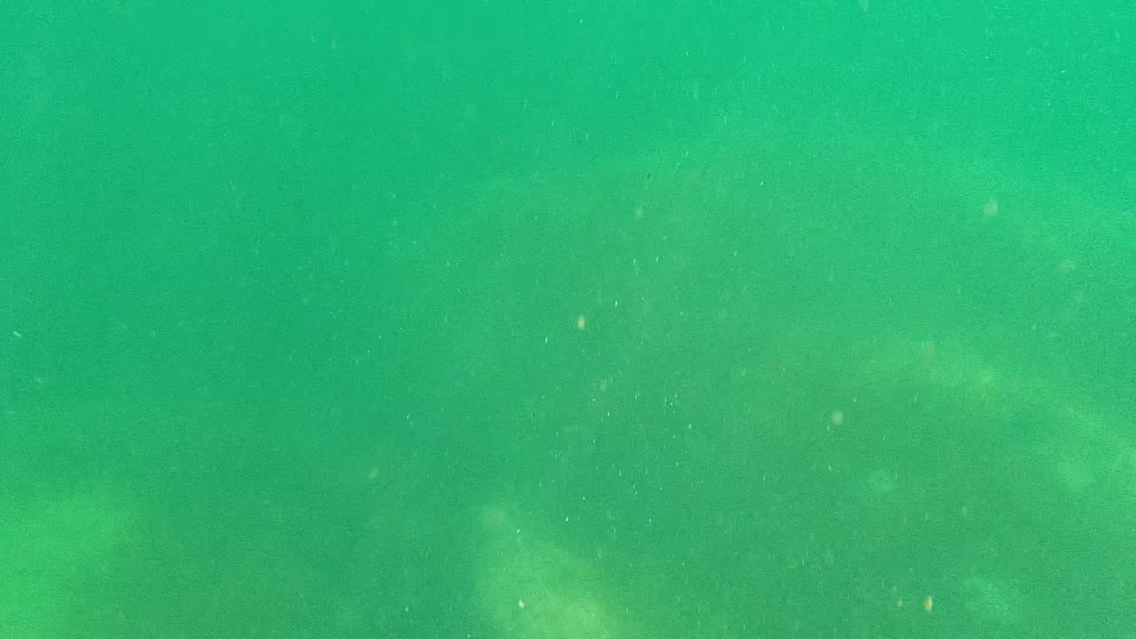 Early underwater frame from Cabo Pulmo, Mexico, with a hazy green water column, small particles, soft light, and no visible people.
