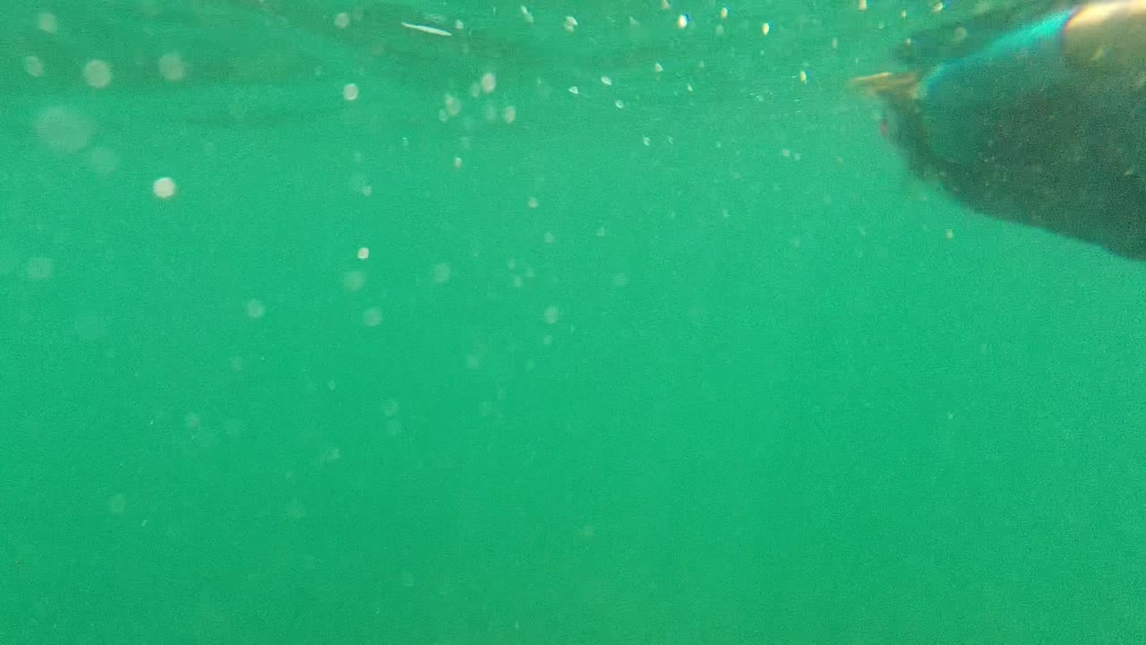Opening underwater frame from Cabo Pulmo, Mexico, showing green water, suspended particles, small bubbles, a dark partial object at the top edge, and no visible people.