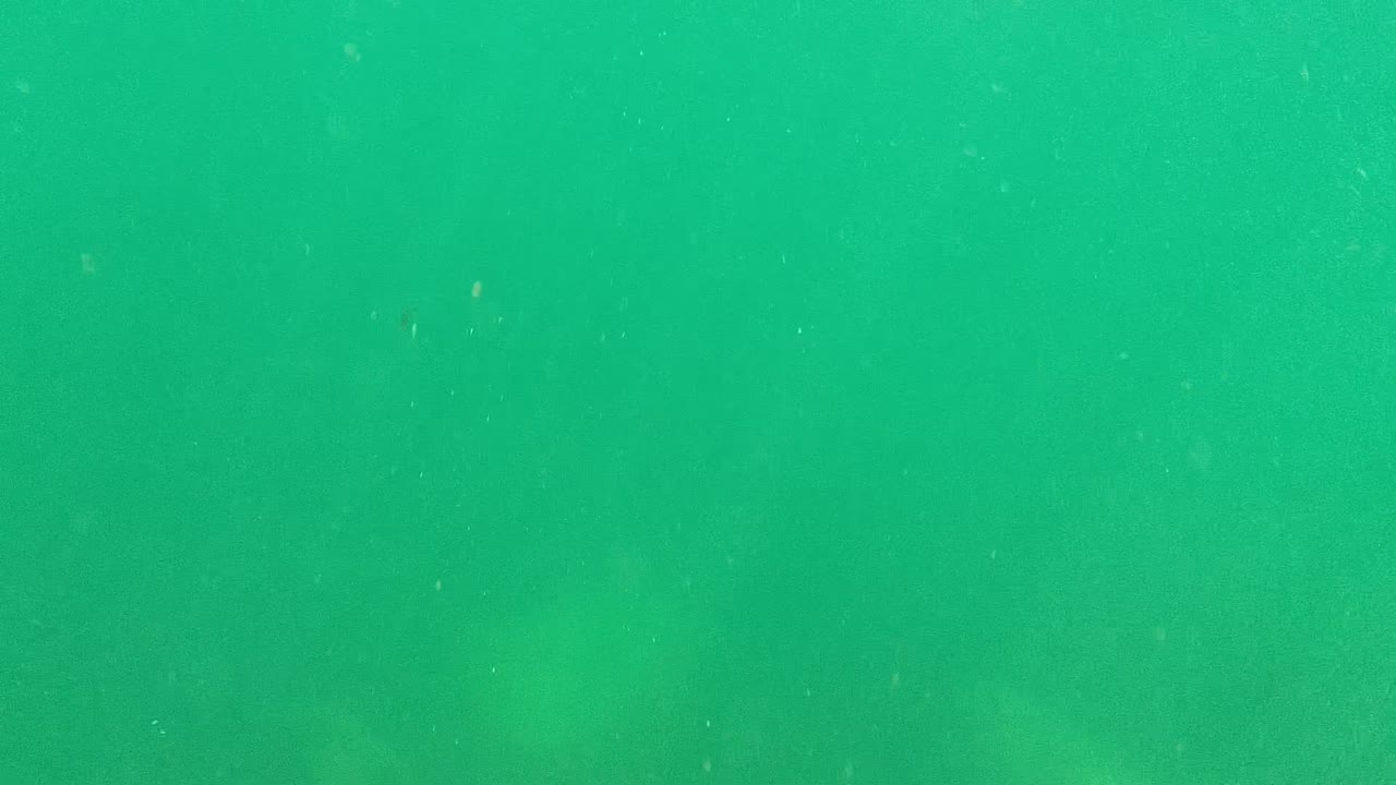Cabo Pulmo underwater frame showing murky green water, scattered white specks, soft light through the water column, and no visible people.
