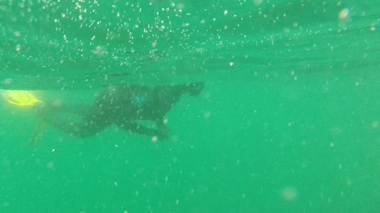 A swimmer in dark gear passes near the upper right of the Cabo Pulmo underwater frame, with a yellow fin catching light in green water.