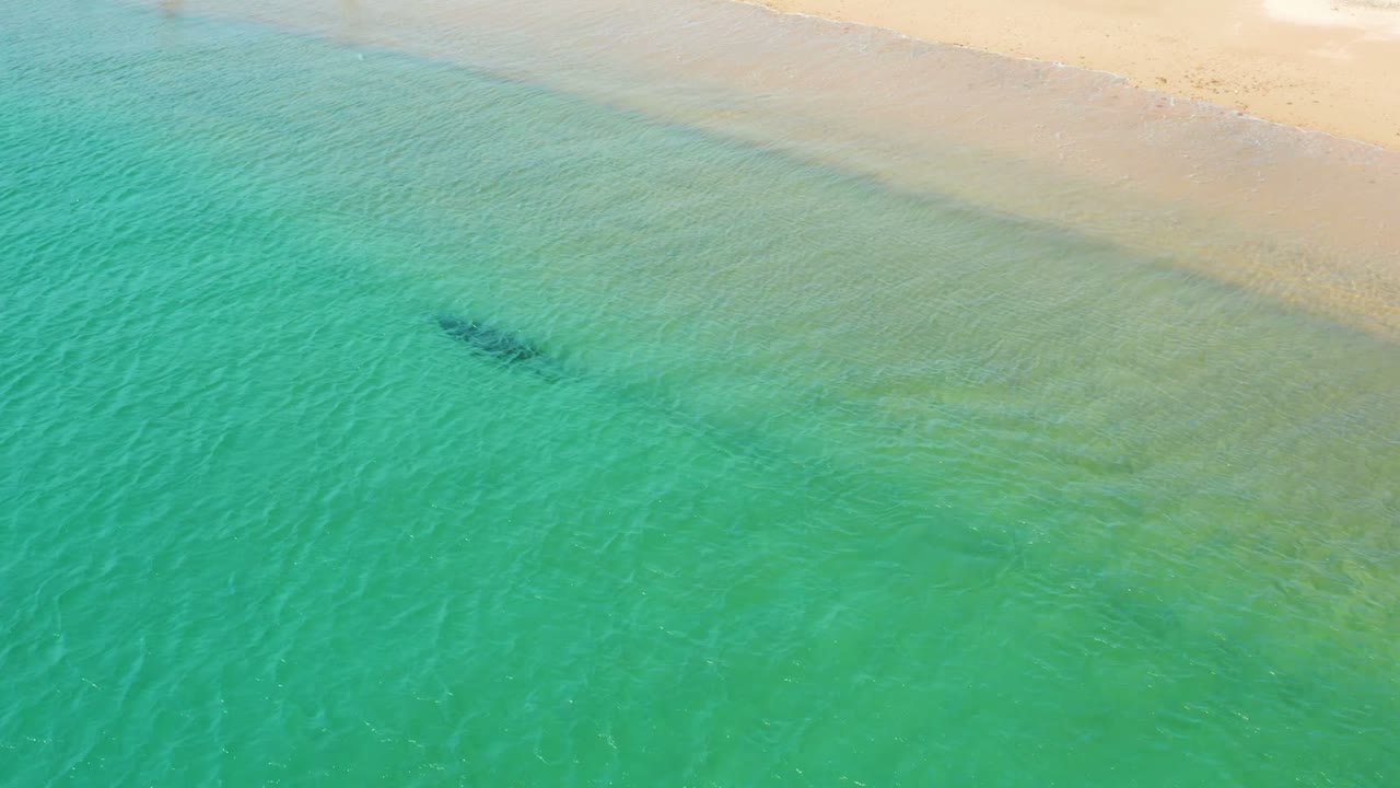 Whale silhouette in clear green-blue water beside beach sand.