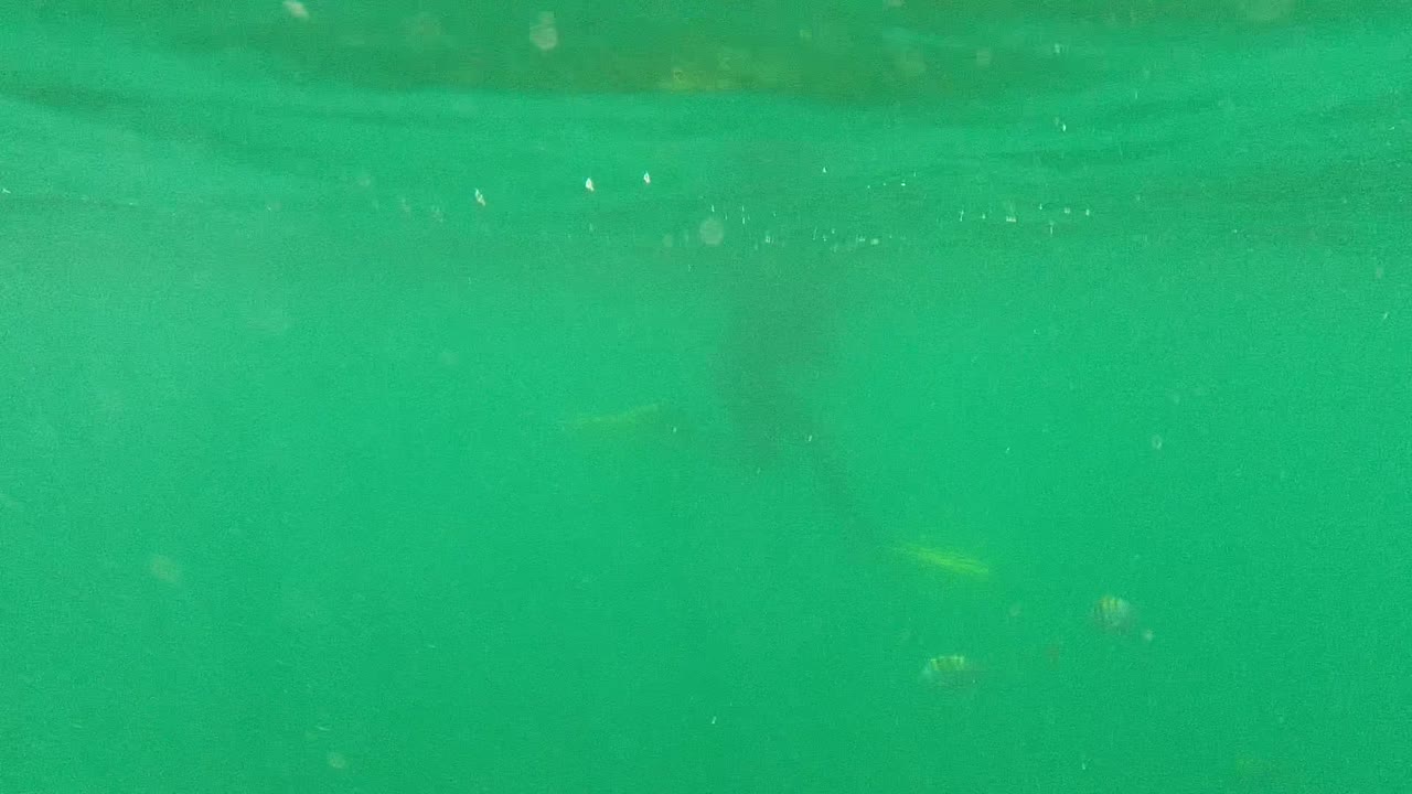 Green underwater view in Cabo Pulmo, Baja California Sur, Mexico, with suspended particles and no clearly visible person in the frame.
