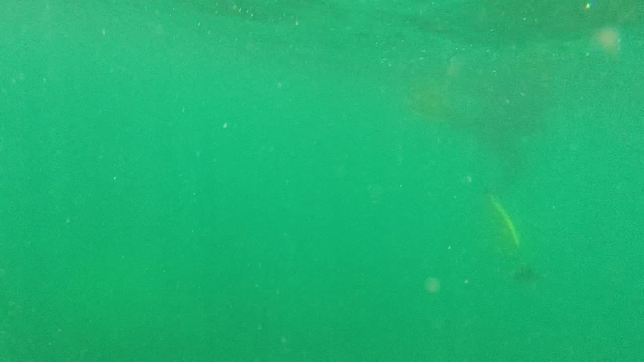 Open green underwater view in Cabo Pulmo with fine bubbles and a faint light area near the upper edge, with no clearly visible person.