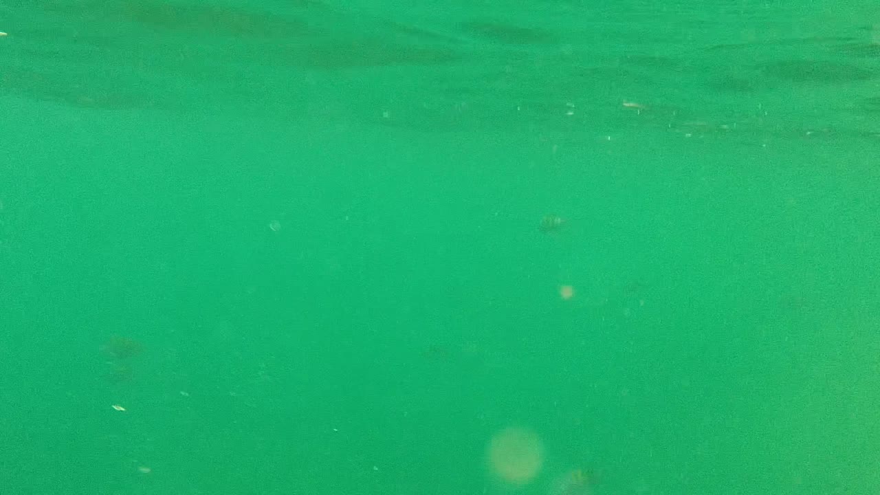 Cabo Pulmo underwater view with dense green water, drifting particles, pale flecks of light, and no visible people.