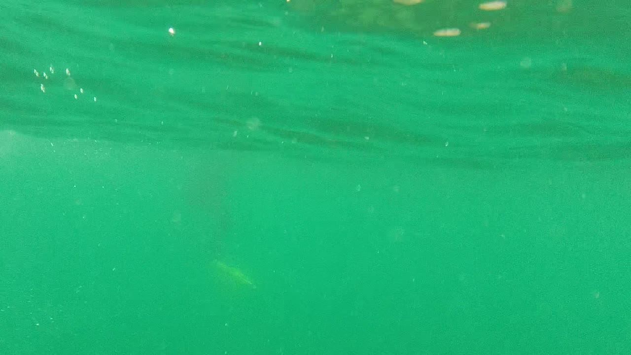 Green underwater view in Cabo Pulmo with the water surface near the top, suspended bubbles, a faint yellow fin shape, and no visible people.