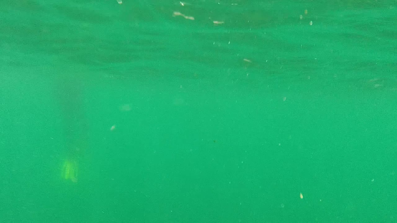 Green underwater view in Cabo Pulmo with small bubbles across the frame, a faint yellow fin-like shape in the water, and no visible people.
