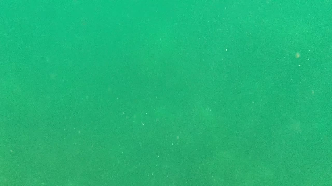 Submerged green water in Cabo Pulmo with suspended particles throughout the frame and no visible people.