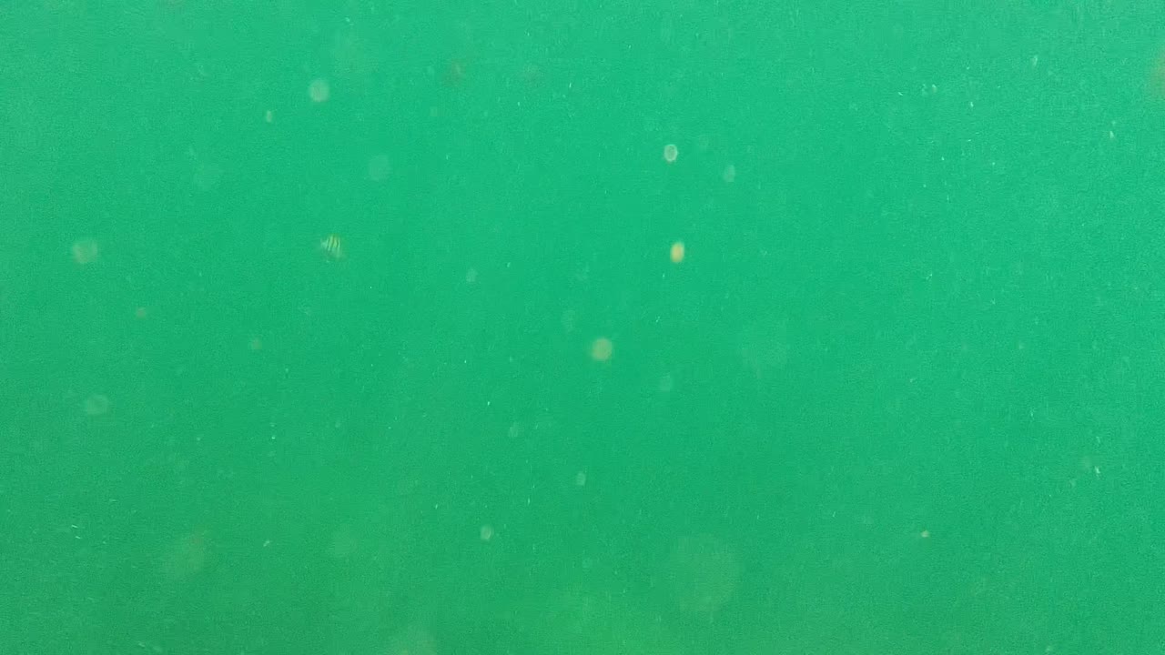 Green underwater view in Cabo Pulmo with suspended particles, faint background shapes, and no visible people at the opening moment.