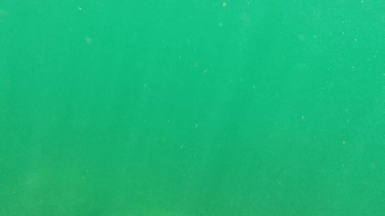 Underwater Cabo Pulmo frame with open green foreground water, scattered bright particles, faint trunk-like shapes, and no visible people.